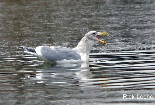 Photo (9): Glaucous-winged Gull
