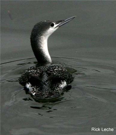 Photo (6): Red-throated Loon