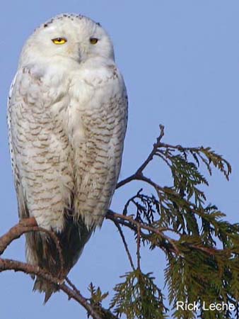 Photo (1): Snowy Owl