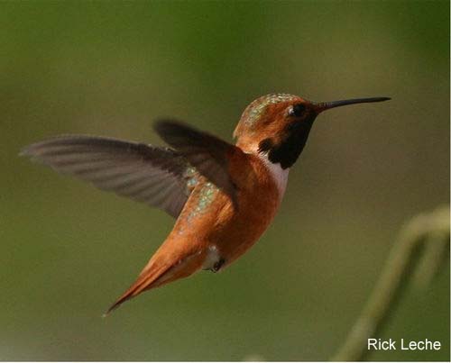 Photo (5): Rufous Hummingbird