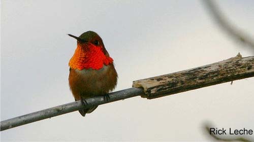 Photo (12): Rufous Hummingbird