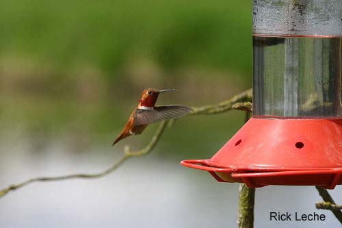 Photo (13): Rufous Hummingbird