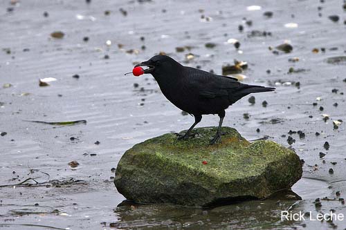 Photo (5): Northwestern Crow