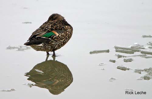 Photo (16): Green-winged Teal