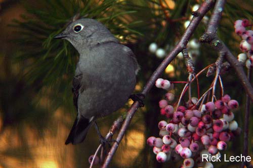 Photo (8): Townsend's Solitaire