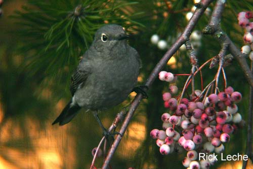 Photo (6): Townsend's Solitaire