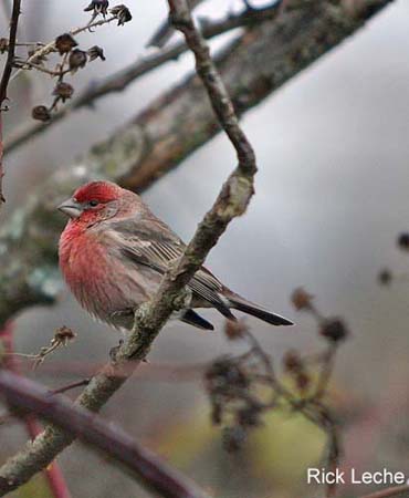 Photo (4): House Finch