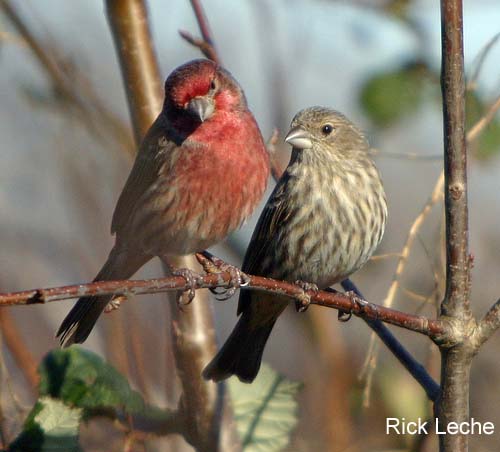 Photo (3): House Finch