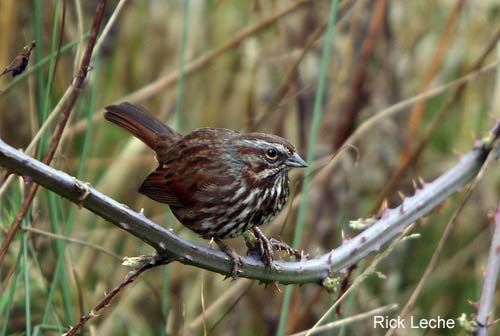 Photo (7): Song Sparrow