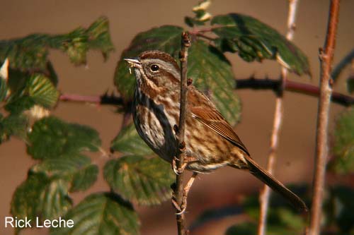 Photo (8): Song Sparrow