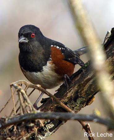 Photo (14): Spotted Towhee