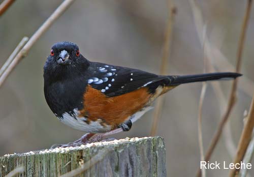 Photo (9): Spotted Towhee