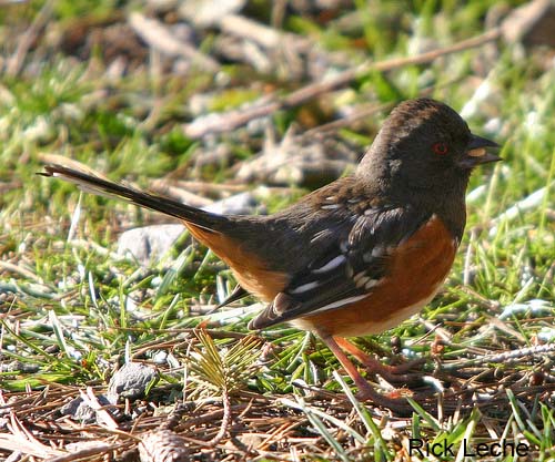 Photo (2): Spotted Towhee