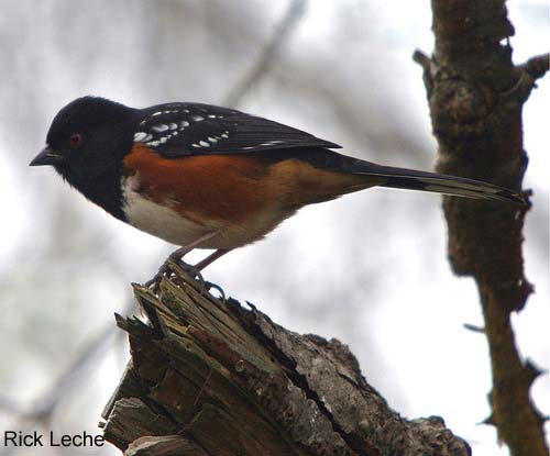 Photo (13): Spotted Towhee
