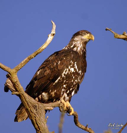 Photo (15): Bald Eagle