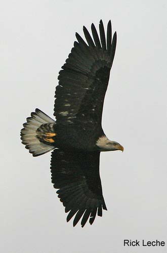Photo (6): Bald Eagle
