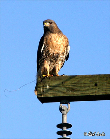 Photo (14): Red-tailed Hawk