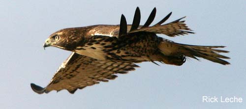 Photo (10): Red-tailed Hawk