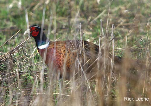 Photo (8): Ring-necked Pheasant