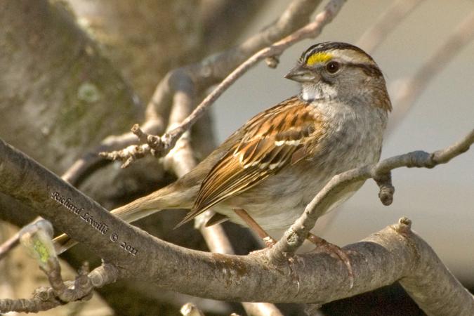 Photo (5): White-throated Sparrow