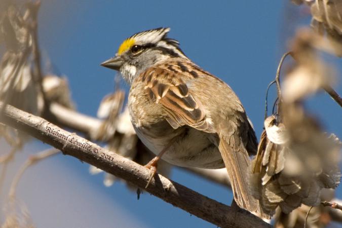 Photo (16): White-throated Sparrow