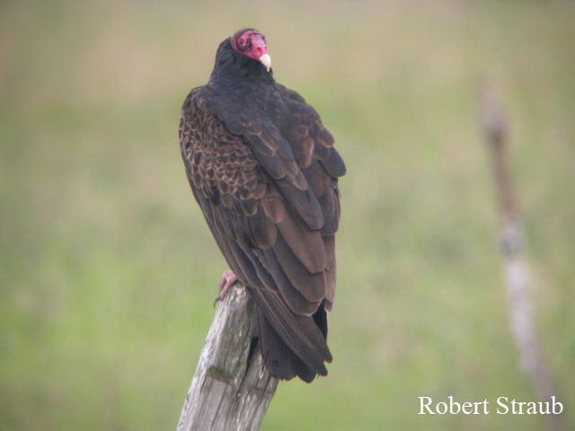 Photo (7): Turkey Vulture