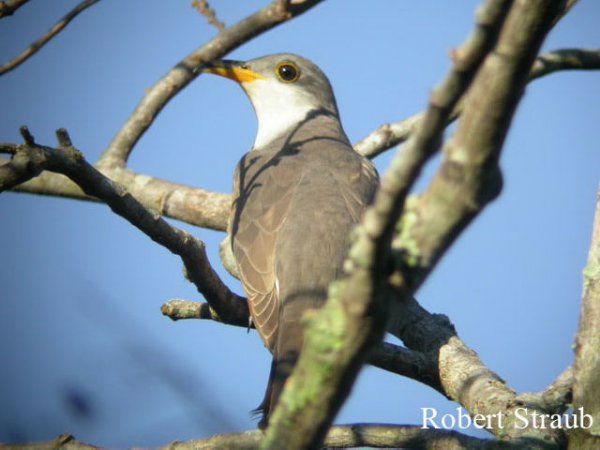 Photo (21): Yellow-billed Cuckoo