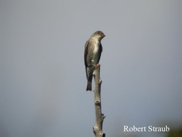 Photo (15): Olive-sided Flycatcher