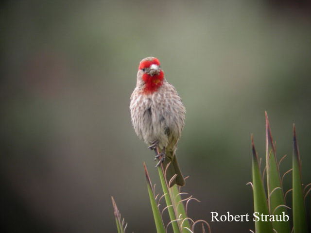 Photo (13): House Finch