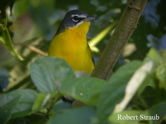 Photo (8): Yellow-breasted Chat