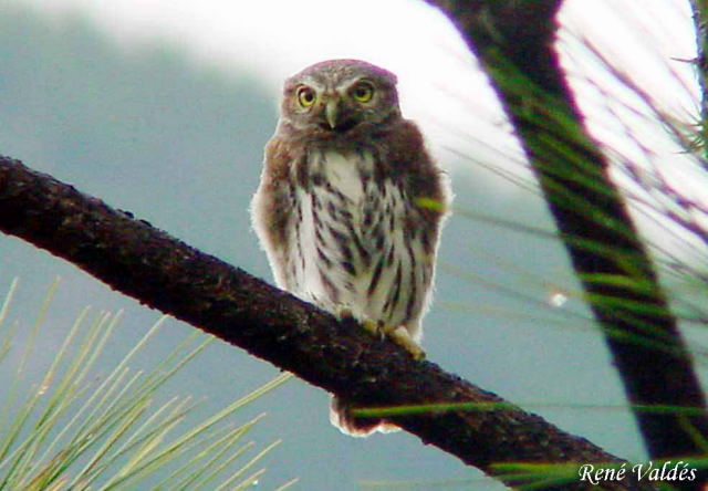 Photo (23): Northern Pygmy-Owl