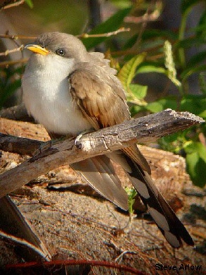 Photo (2): Yellow-billed Cuckoo