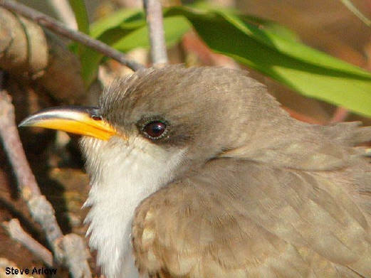 Photo (3): Yellow-billed Cuckoo