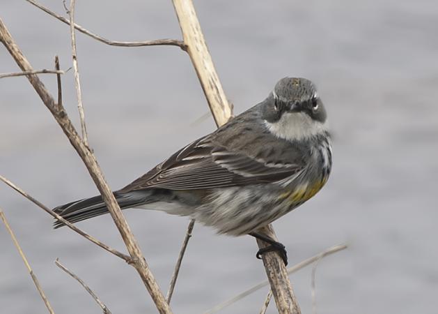 Photo (2): Yellow-rumped Warbler