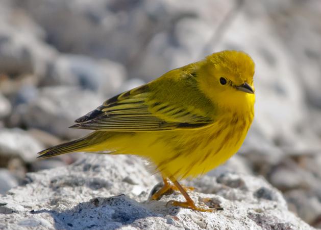 Photo (5): Yellow Warbler