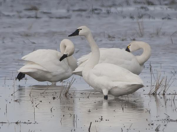 Photo (1): Tundra Swan