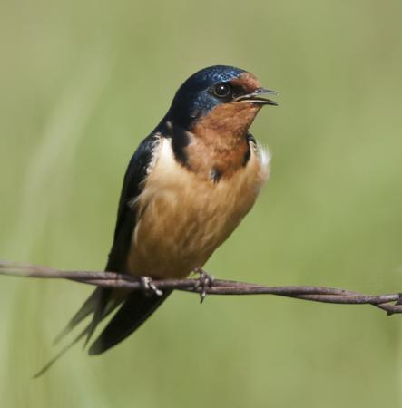 Photo (3): Barn Swallow