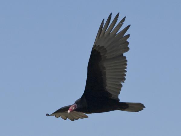 Photo (2): Turkey Vulture