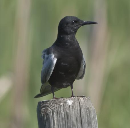 Photo (1): Black Tern