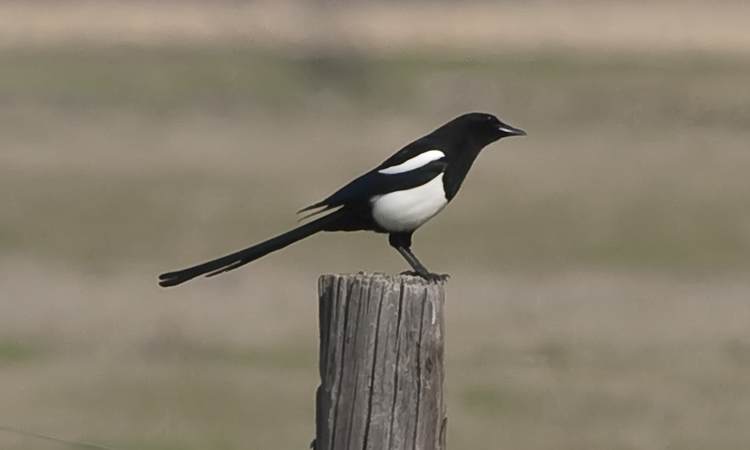 Photo (4): Black-billed Magpie