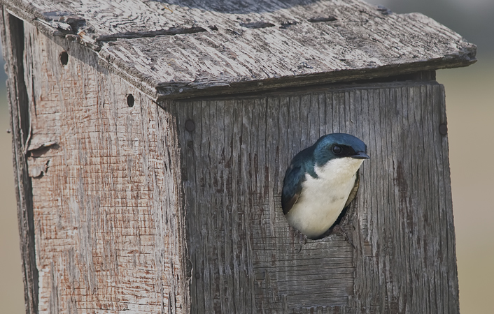 Photo (5): Tree Swallow