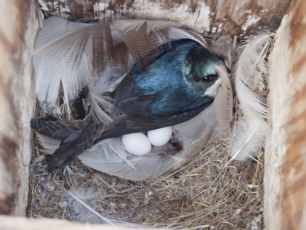 Photo (18): Tree Swallow