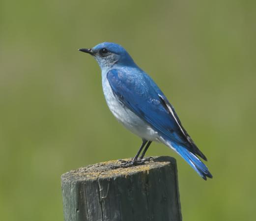 Photo (9): Mountain Bluebird