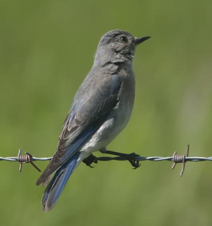 Photo (4): Mountain Bluebird