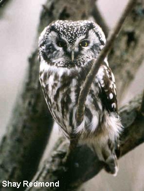 Photo (3): Boreal Owl