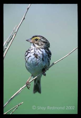 Photo (19): Savannah Sparrow