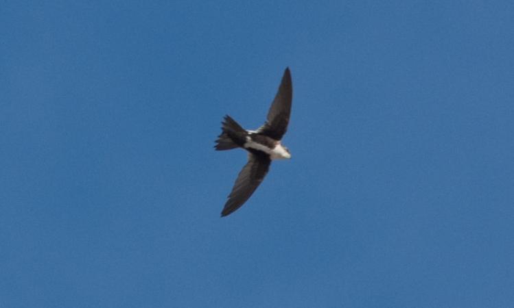 Photo (3): White-throated Swift