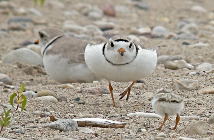 Photo (15): Piping Plover