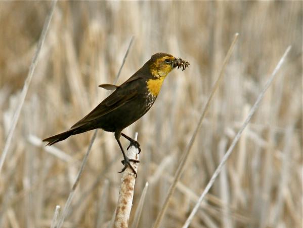Photo (8): Yellow-headed Blackbird