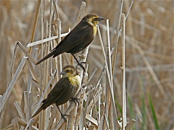 Photo (9): Yellow-headed Blackbird